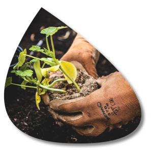 Hands planting a seedling
