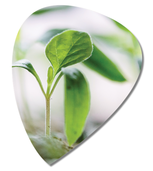 A young seedling growing toward the light
